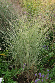 Chinaschilf - Miscanthus sinensis Morning Light - Gräserwelten